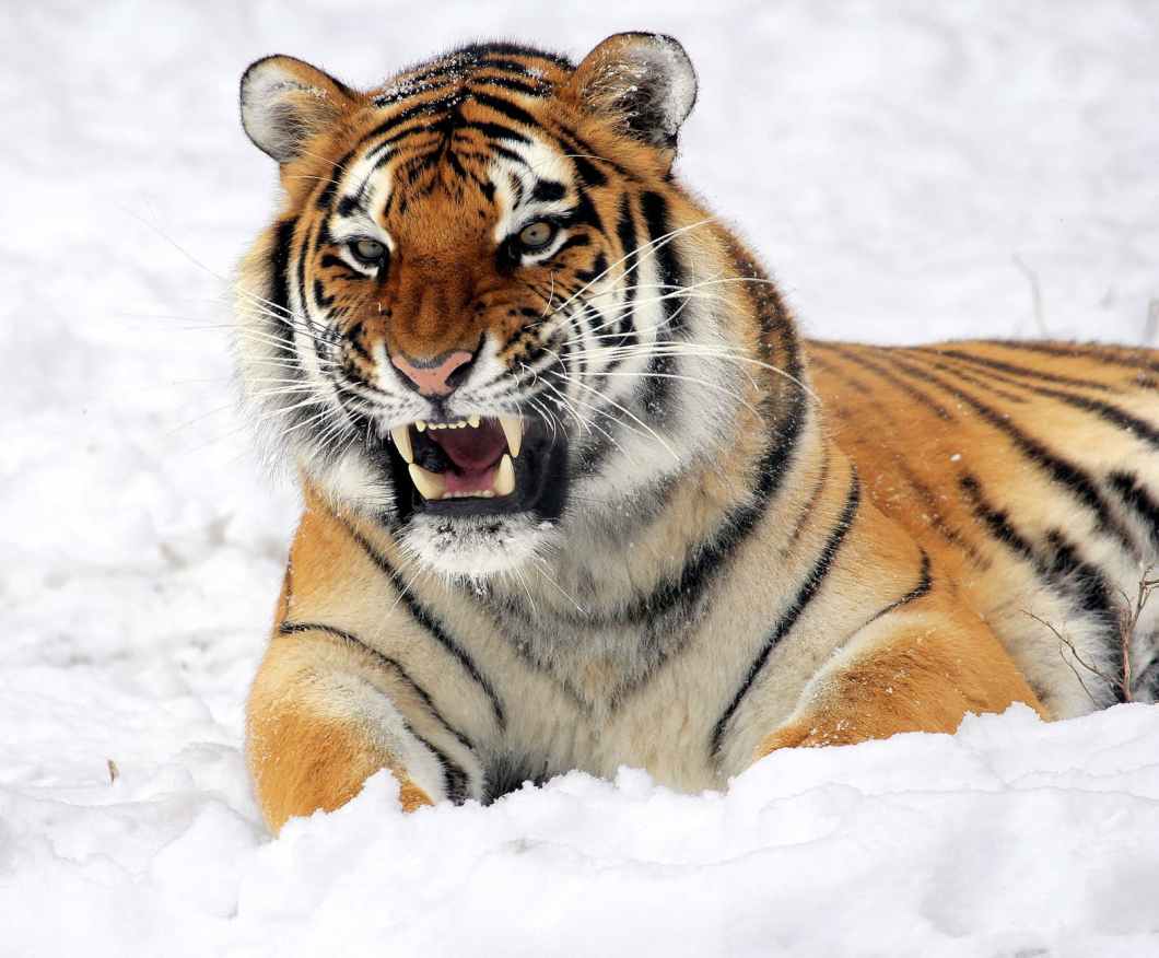 photo of tiger showing his fangs while lying on white surface